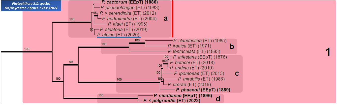    Phytophthora  spp. in subclade 1a : portion of the seven-loci ML phylogeny featuring the type cultures of 212 described species (by T. Bourret). Notice the position of   P. alpina  Ex-type CBS 146801 = Samp;T BL 205 . Gloria Abad, USDA Samp;T.
